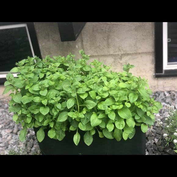 Meet your Posher, Nadia - Picture 1 of 1